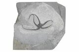 Silurian Fossil Starfish (Protaster) - New York #224878-1